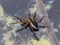 Raft Spider.JPG